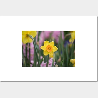 Daffodils and Hyacinth Posters and Art